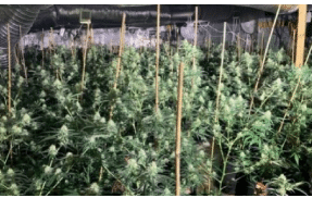 UK: Norfolk - Man arrested after police discover cannabis factory