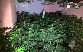 UK: Huge cannabis farm worth more than £1m discovered in empty Wakefield property