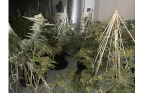 UK: Officers discover 150 cannabis plants after executing drugs warrant in Tewkesbury, Gloucestershire