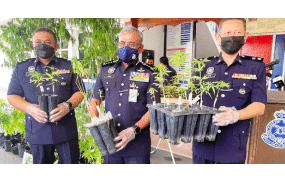 Malaysia - Former Diplomat Busted With Largest Weed Farm Ever Found In The Country