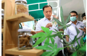 Thailand - Anutin lauds Bhumjaithai role in cannabis reform