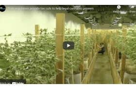California: State regulators provide tax cuts to help legal cannabis growers