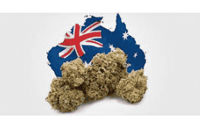 The Numbers Have Been Tallied And Half A Million People Voted For Cannabis In The Australian  Federal Election