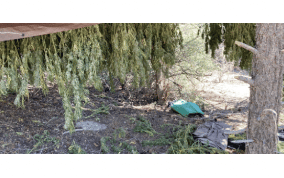 USA - Lincoln County: Law enforcement busts $7.8 million illegal marijuana grow