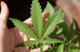 The Popularity of Medicinal Marijuana in Australia