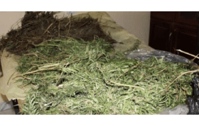 Kibya: Man found planting marijuana in his home
