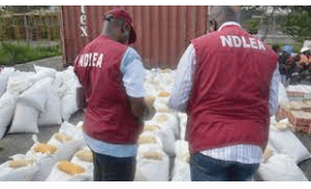 NDLEA destroys five hectares of Indian hemp farmland, arrests eight suspects