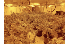 UK: Cannabis factory found near Lowestoft police station