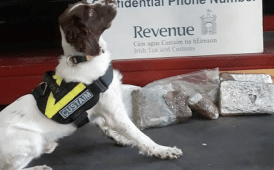 Huge amount of cannabis seized at Dublin Port with help of detector dog Alfie