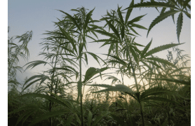 5 Commonly Asked Questions About Hemp In South Carolina