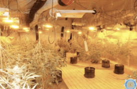 UK: Three jailed after £250,000 cannabis factory set up in nightclub