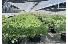 Australia: WA Police uncover huge greenhouse of cannabis in small WA Wheatbelt community Kokeby