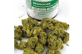 Bedrocan to manufacture cannabis products in Denmark