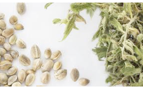 Types of cannabis seeds every grower needs to know!