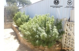 SA: Man charged after cannabis crop found