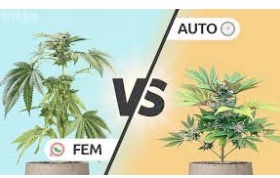 Autoflower vs feminized seeds: Which should I grow?