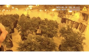 UK: Officers discover cannabis farm in Darlington property