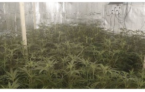 UK: Five cannabis grows uncovered by police in Lincoln
