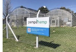 Pampa Hemp Introduces First Medical Cannabis Seed Developed and Produced in Argentina