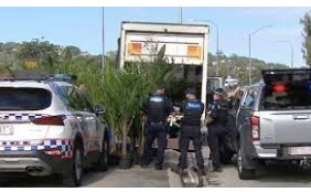 Australian Truckie Hides Huge Stash Behind Palm Trees In His Hino Pantech - Police Find & Arrest Him