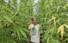 Article: From watermelon to weed: Thai farmers regret switching to cannabis as prices fall