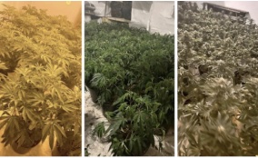 UK: One arrested after police bust Wibsey cannabis farm worth £25,000