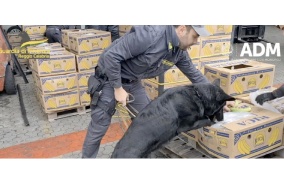 Italian police dog with nose for cocaine sniffs out drugs hidden in banana shipment