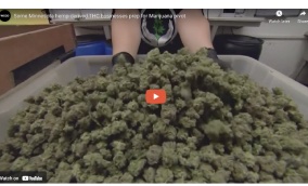 Some Minnesota hemp-derived THC businesses prep for Marijuana pivot