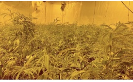 UK: Cannabis worth £1m found at empty building in Wellington
