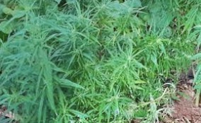 Fiji: Police have arrested four men who were allegedly camping in the highlands of Kadavu for four months, cultivating and harvesting marijuana.