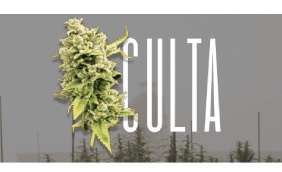 Media Report: Culta Buys Dispensaries Despite Ongoing Nonpayment of Court Judgment