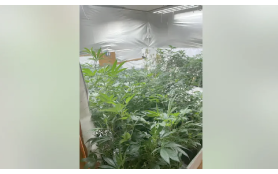 Georgia: More than 500 marijuana plants found in Sandy Springs home