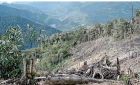 Media Report: Cocaine-Fueled Narco Laundering Is Accelerating Deforestation, UN Warns