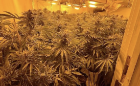 UK: Almost 4,000 cannabis plants seized across North Wales in June