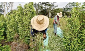 Australian Financial Review: Cocaine growers in Colombia give up as crop price plunges 75pc