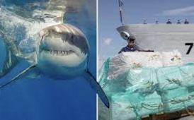 Experts say ‘cocaine sharks’ may be feasting on drugs dumped off Florida