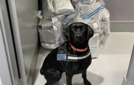 €700,000 cannabis haul discovered at Dublin Airport by detector dog
