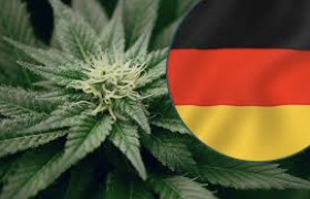 Article: 80% of Germany's medical cannabis startups set to die a painful death