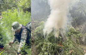 Philippines: Cebu authorities burn P10-M worth of marijuana in joint operation