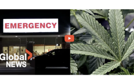 Media Report:  Cannabis legalization linked to 94% spike in ER visits for traffic injuries: report