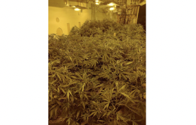 UK: Industrial-scale cannabis farm and two Quails seized Oldham!