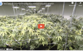 News Report: New website unveiled for Kentucky's medical marijuana program