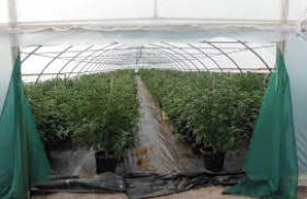 NSW man pleads guilty to producing 14 tonnes of cannabis in 51 greenhouses in Qld