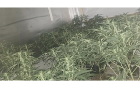 UK: Nearly 100 cannabis plants found in Rotherham house raid
