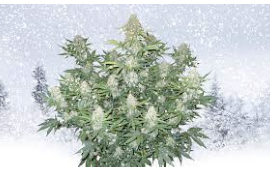 Essential Tips and Techniques for Growing Cannabis in Winter