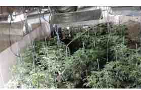 Cannabis plants found in former nightclub in Birmingham