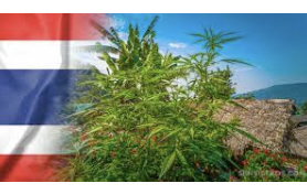 Bangkok Post op-ed: Keep hemp free of cannabis law  .