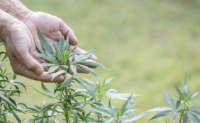 Cannabis vs. Hemp-Derived Terpenes: An In-Depth Exploration