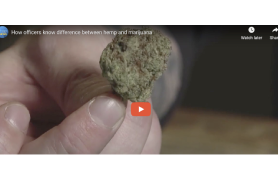 USA: How officers know difference between hemp and marijuana