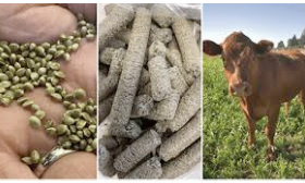 NY Governor Hochul Says No To Hemp Seed Animal Feed Bill